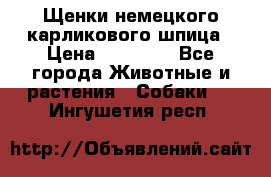 Щенки немецкого карликового шпица › Цена ­ 20 000 - Все города Животные и растения » Собаки   . Ингушетия респ.